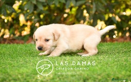 Labrador Retriever perros en venta: Cachorros de labrador dorado - Imagen 4