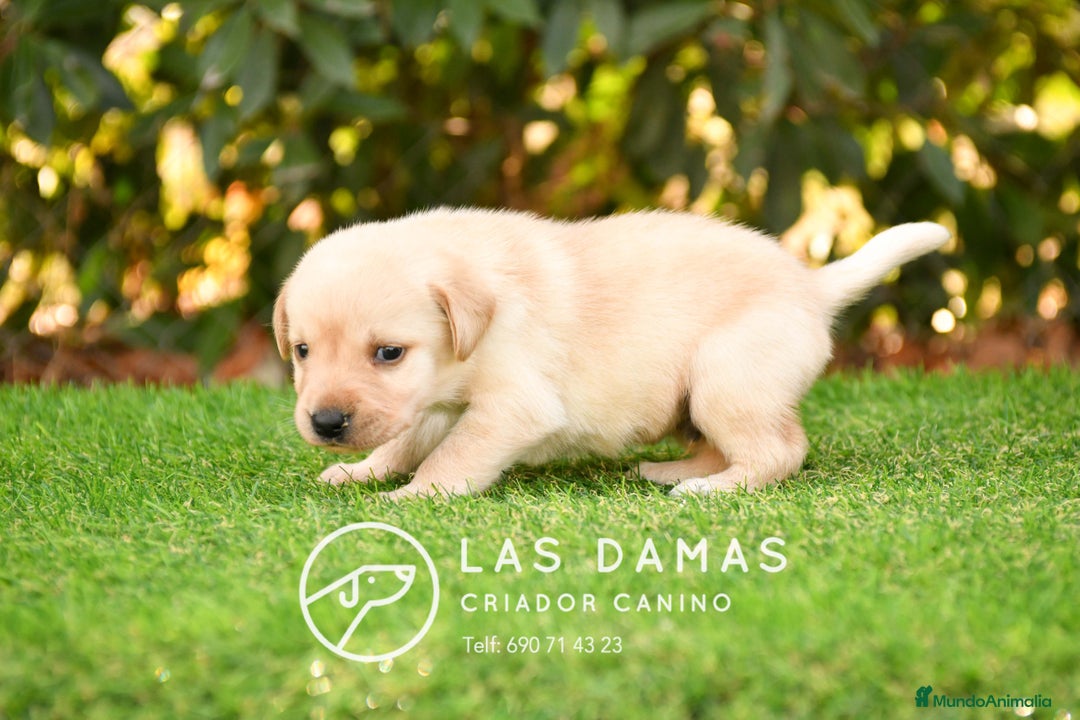 Labrador Retriever perros en venta: Cachorros de labrador dorado - Imagen 4