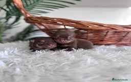 Chihuahua perros en venta: CHIHUAHUA MACHO CHOCOLATE & TAN - Imagen 6