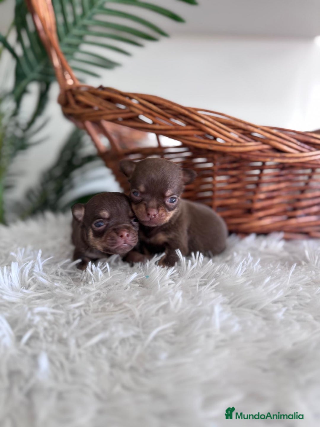 Chihuahua perros en venta: CHIHUAHUA MACHO CHOCOLATE & TAN - Imagen 6