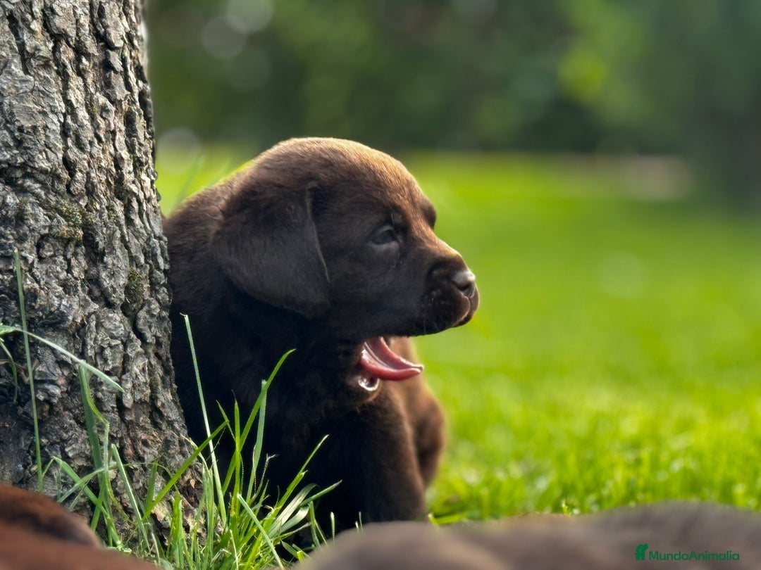 Labrador Retriever perros en venta: Cachorros de labrador Retriever pedigree - Anuncio 4