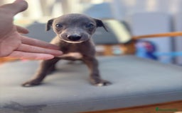 Whippet perros en venta: Whippet VERDINO  - Imagen 5