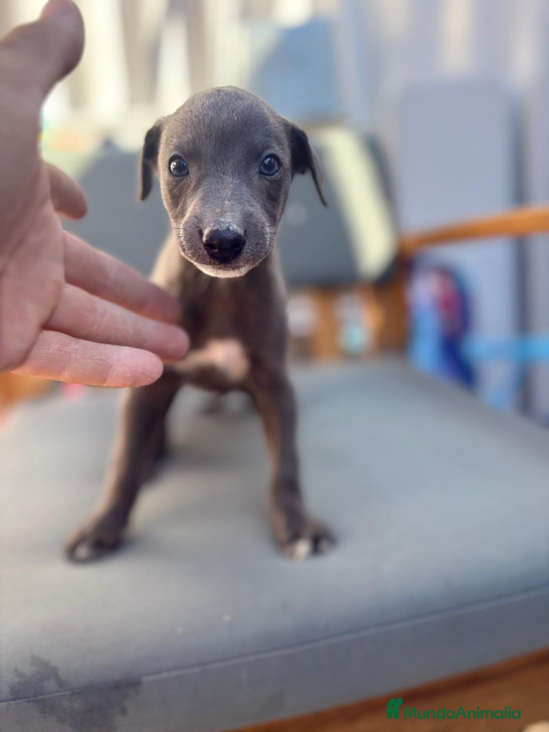Whippet perros en venta: Whippet VERDINO  - Imagen 5