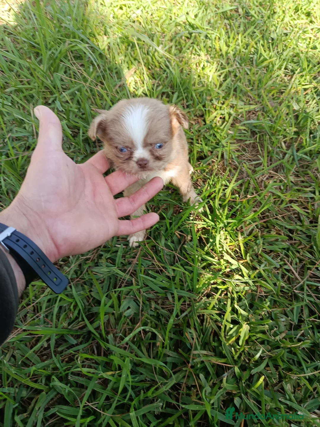 Chihuahua perros en venta: Chihuhua pelo largo - Anuncio 3