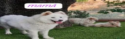 Samoyedo perros en venta: PRECIOSOS SAMOYEDOS PARA RESERVA - Anuncio 5