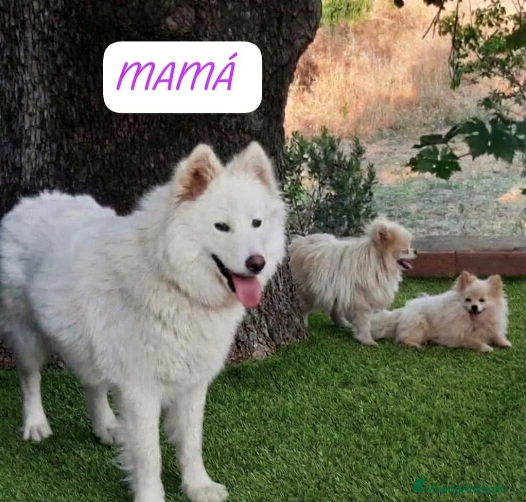 Samoyedo perros en venta: PRECIOSOS SAMOYEDOS PARA RESERVA - Anuncio 5