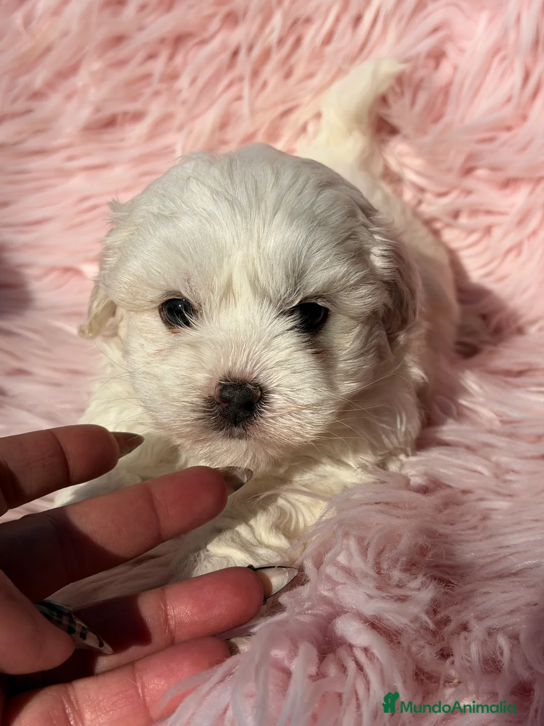 Bichón Maltés perros en venta: Bichon Maltes hembra Toy  - Anuncio 2