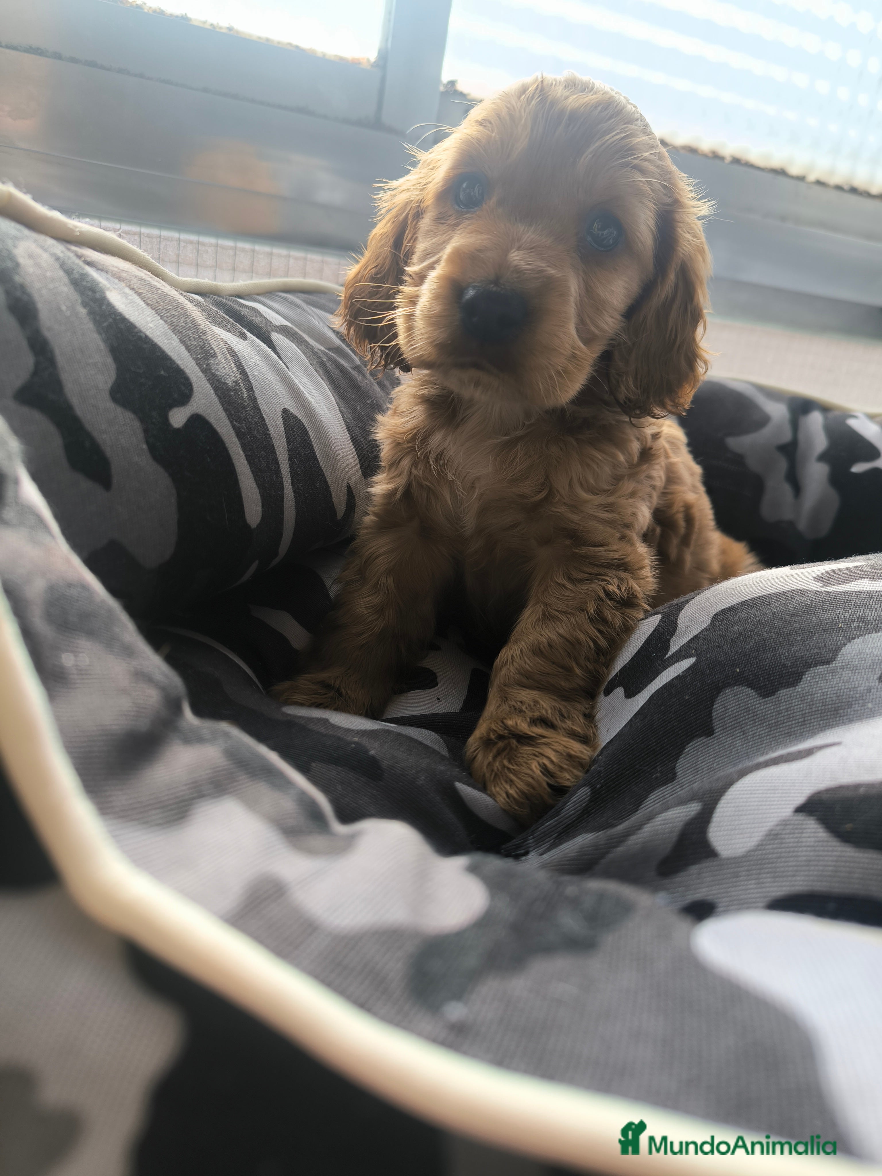 Cocker Spaniel Inglés perros Último cachorro de Cocker Spaniel ingles  - Anuncio 2