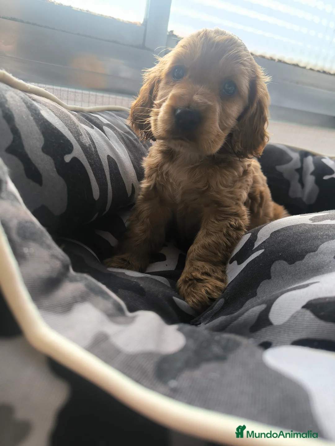 Cocker Spaniel Inglés perros en venta: Último cachorro de Cocker Spaniel ingles  - Anuncio 2