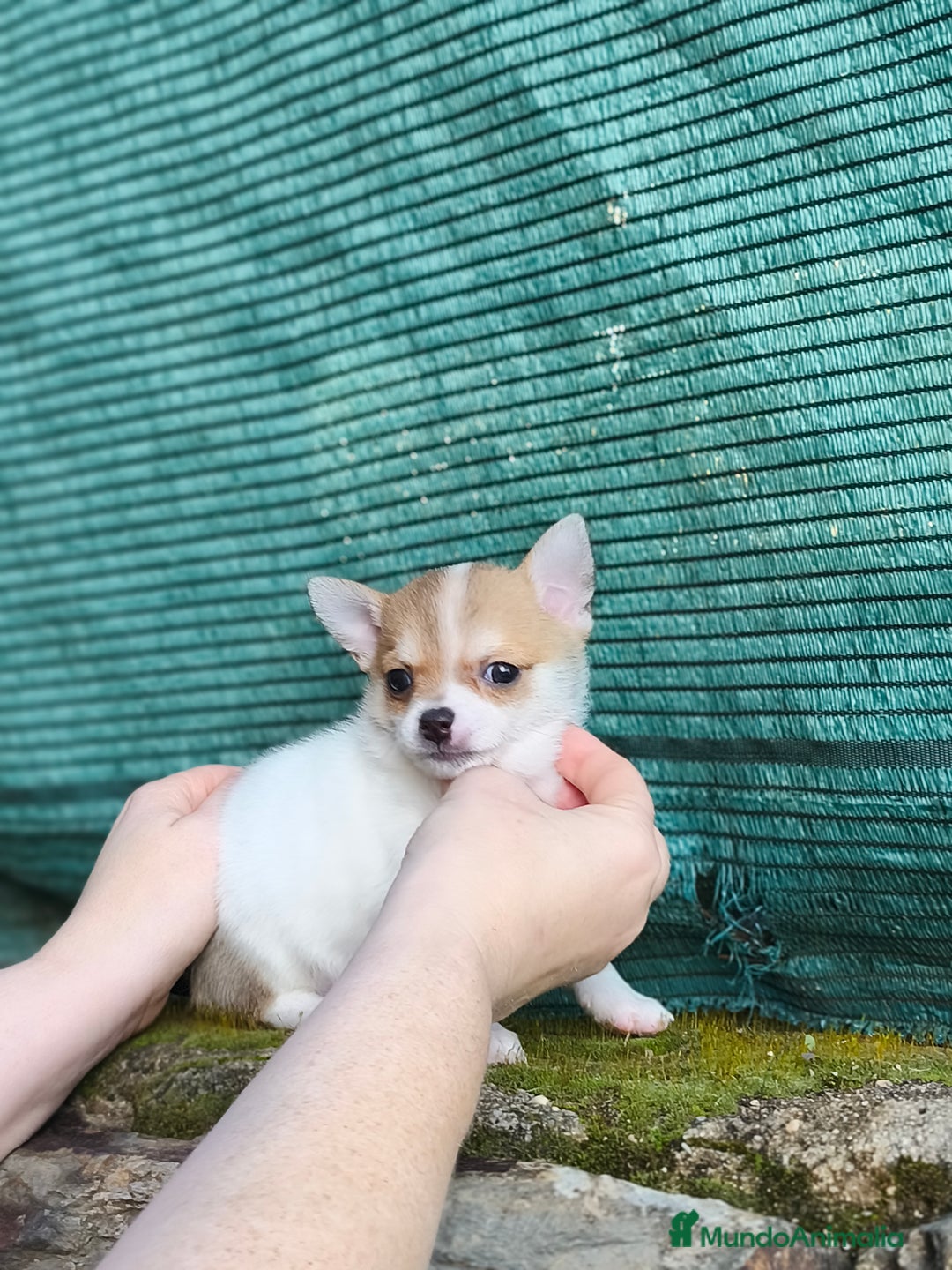 Chihuahua perros en venta: Chihuahua toy - Anuncio 3