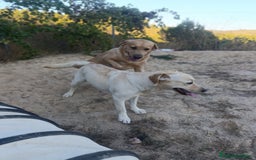 Labrador Retriever perros en venta: PROXIMA CAMADA DE LABRADOR RETRIEVER - Imagen 8