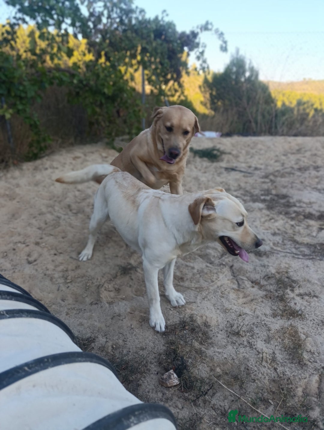 Labrador Retriever perros en venta: PROXIMA CAMADA DE LABRADOR RETRIEVER - Imagen 8