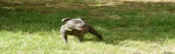 Staffordshire Bull Terrier perros en venta: Staffordshire bull terrier - Anuncio 3