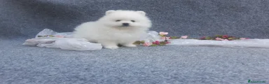Pomerania Cachorro 12