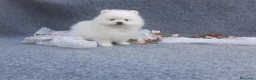 Pomerania perros en venta: PRECIOSO CACHORITO DE POMERANIA TOY  - Anuncio 20