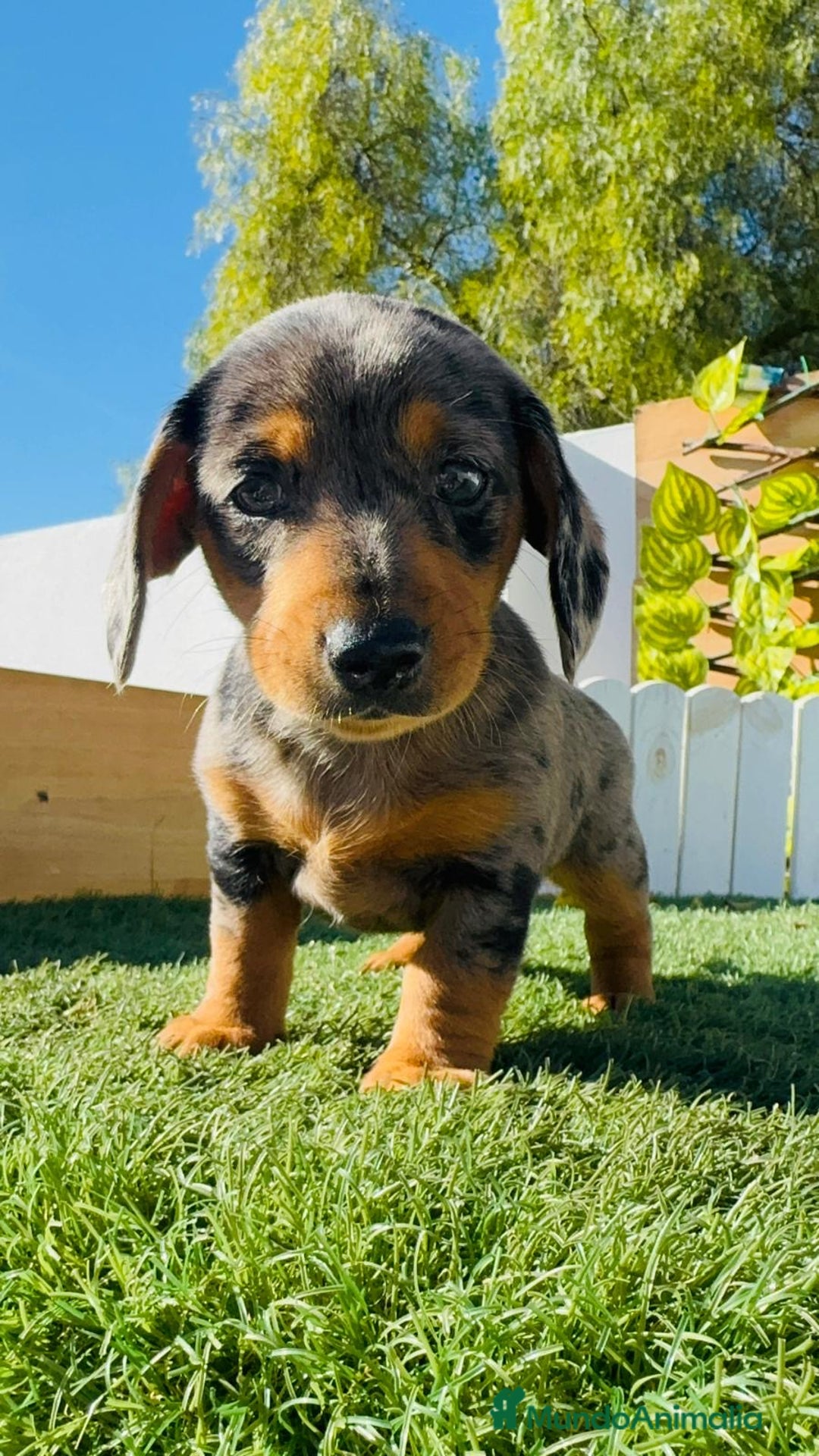 Teckel Miniatura perros en venta: TECKEL ARLEQUIN MINIATURA - Anuncio 21