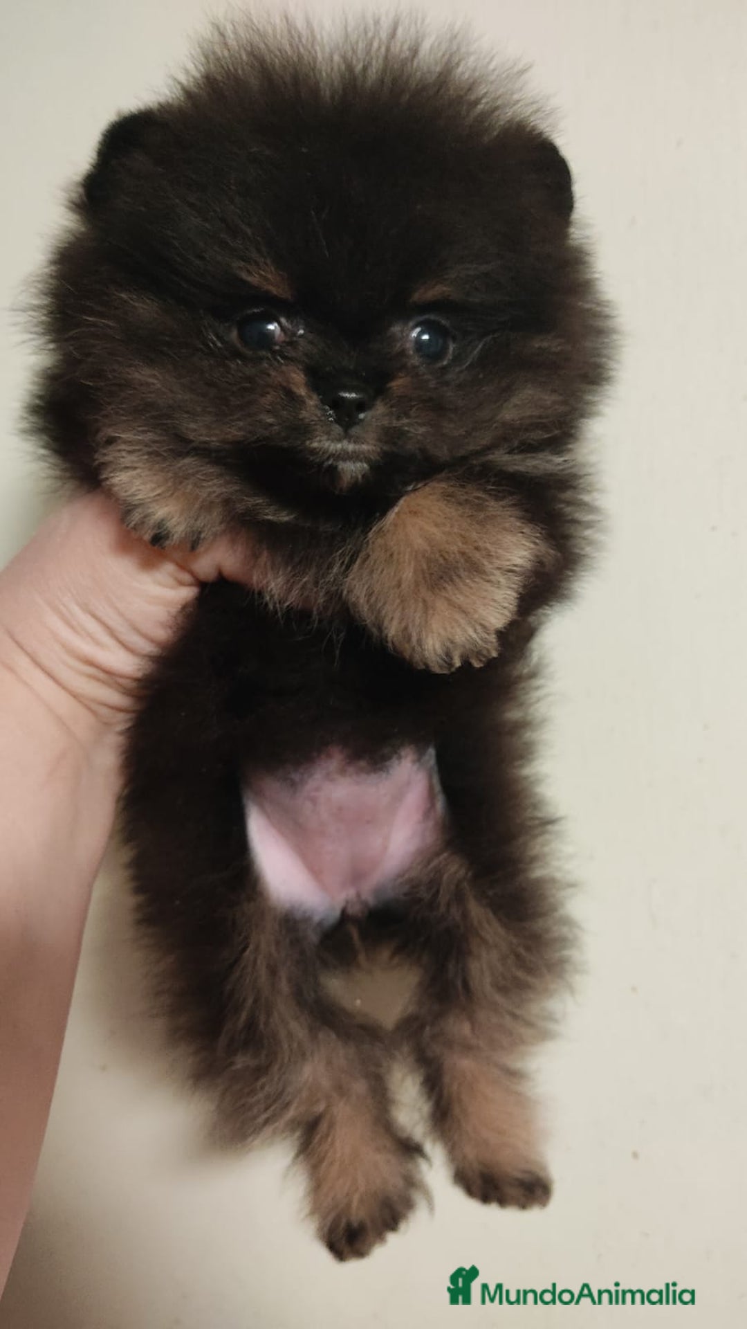 Pomerania perros en venta: Hembrita micro negro y fuego  - Imagen 2