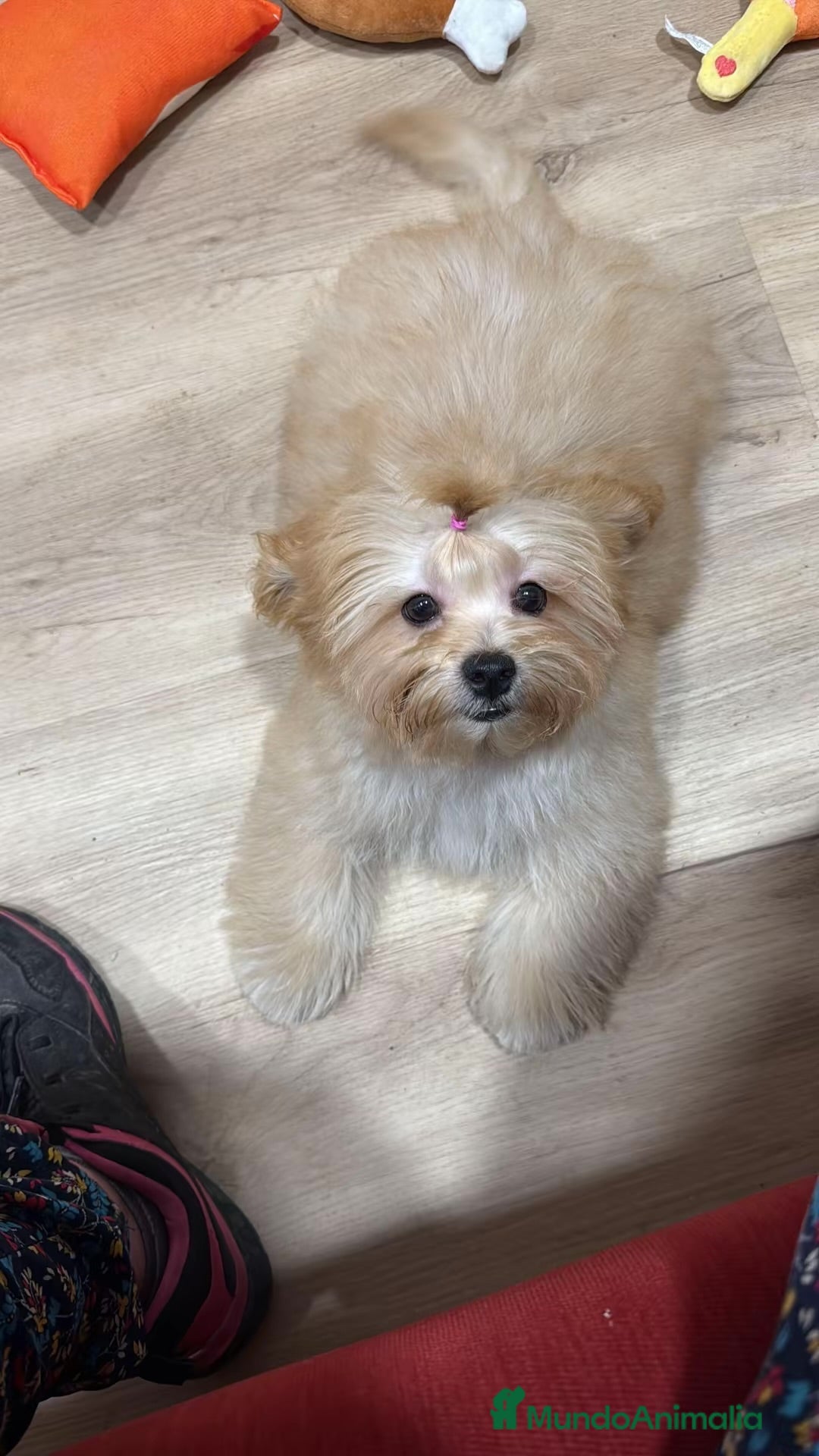 Shihpoo perros Yo Soy Fofito - Anuncio 30