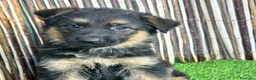 Pastor Alemán perros en venta: PASTOR ALENÁN - Anuncio 4