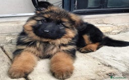 Pastor Alemán perros en venta: Achuchable bebé de Pastor Alemán - Imagen 1