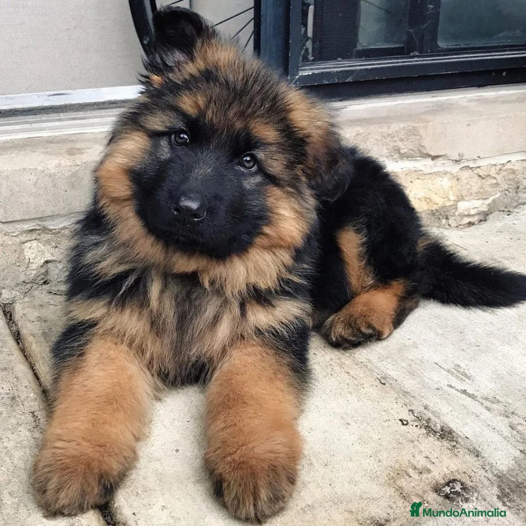 Pastor Alemán perros en venta: Achuchable bebé de Pastor Alemán - Imagen 1
