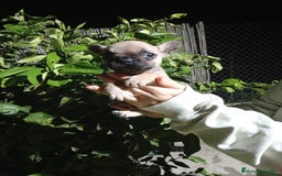 Bulldog Francés perros en venta: Bulldog francés  - Imagen 3