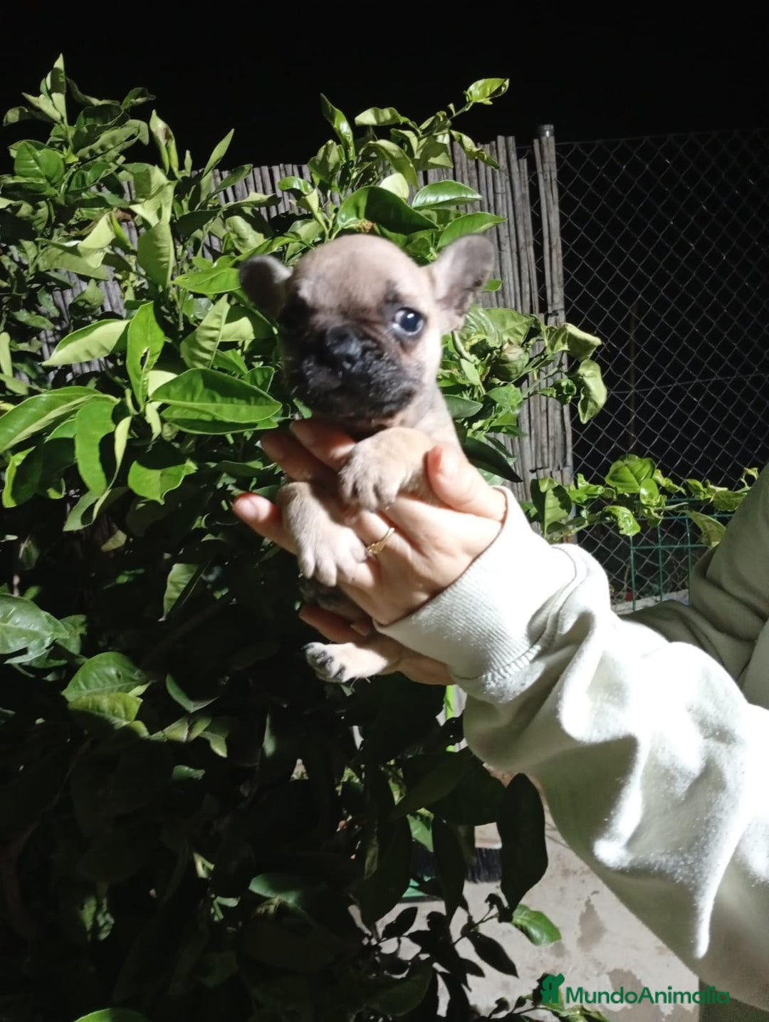 Bulldog Francés perros en venta: Bulldog francés  - Imagen 3