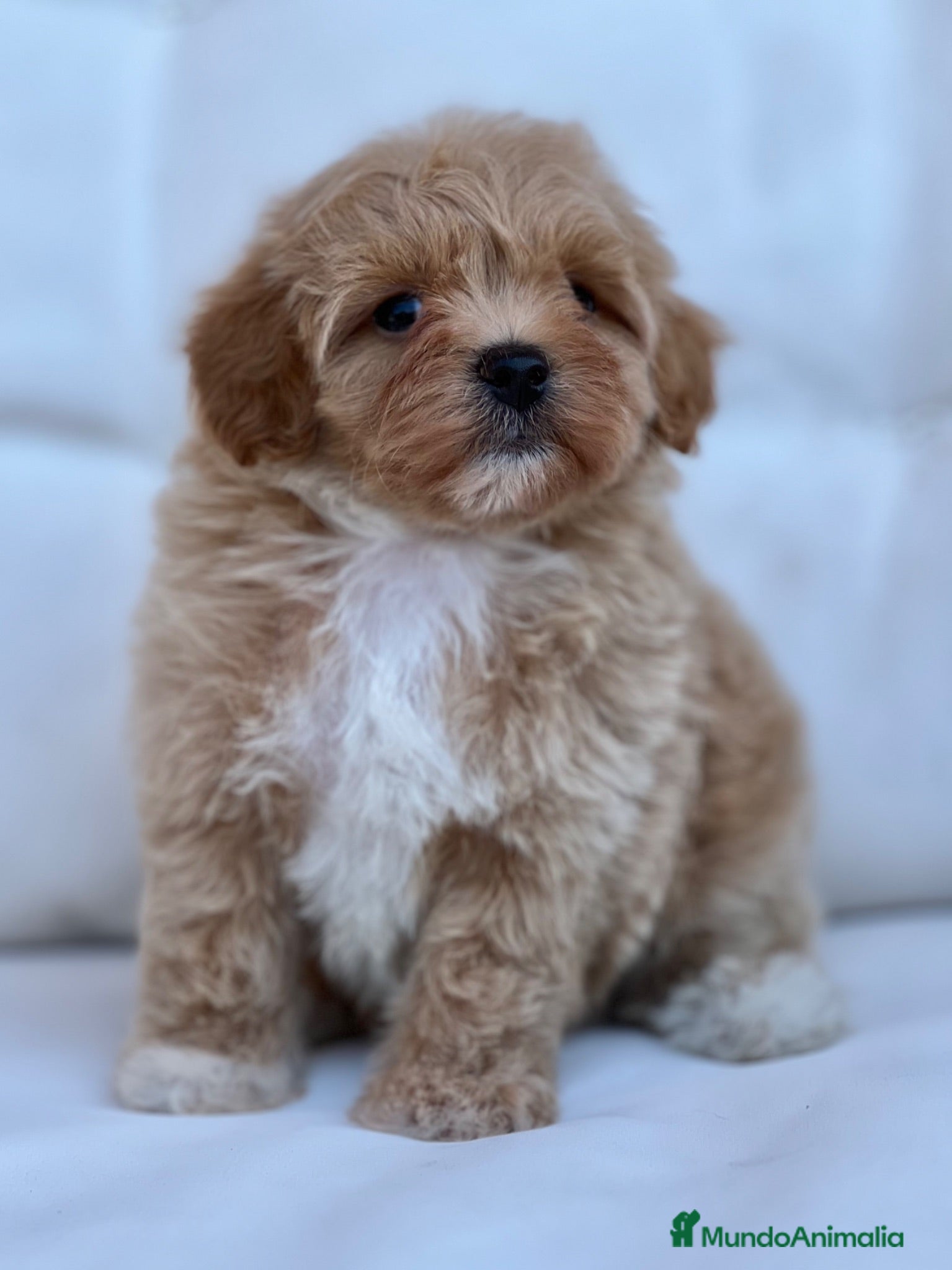 Maltipoo perros ESPECTACULAR MACHITO MALTIPOO - Anuncio 1