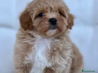 Maltipoo perros ESPECTACULAR MACHITO MALTIPOO - Anuncio 1
