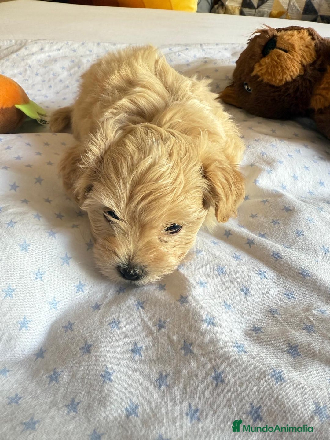 Maltipoo perros en venta: Maltipoo hembra  - Imagen 5