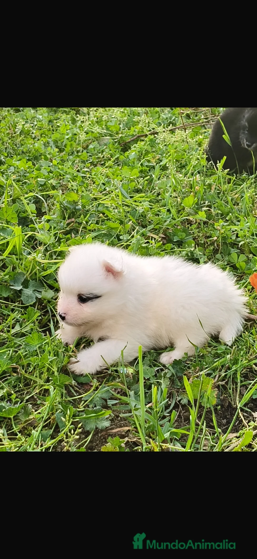 Pomerania perros en venta: pomerania  - Anuncio 2