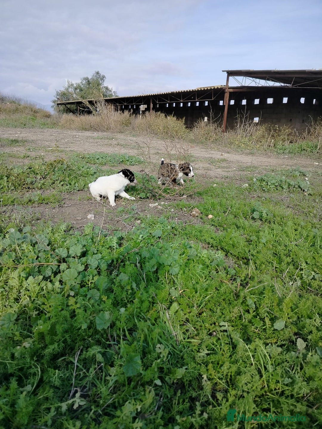 Border Collie perros en venta: BORDER COLLIE - Anuncio 15