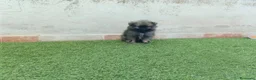 Pomerania perros en venta: Cachorros Pomeranian - Anuncio 7