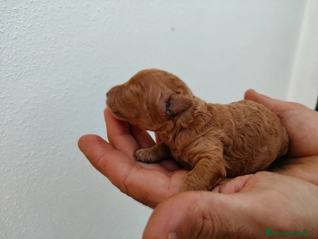 Caniche Toy perros en venta: Caniche toy  - Anuncio 14