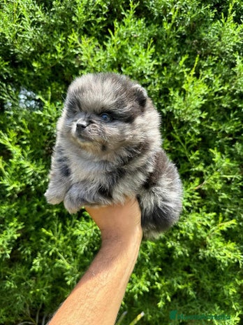 Pomerania perros POMERANIA TOY !!! - Anuncio 1