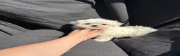 Bichón Maltés perros en venta: Bichon Maltés Mini disponible  - Anuncio 4