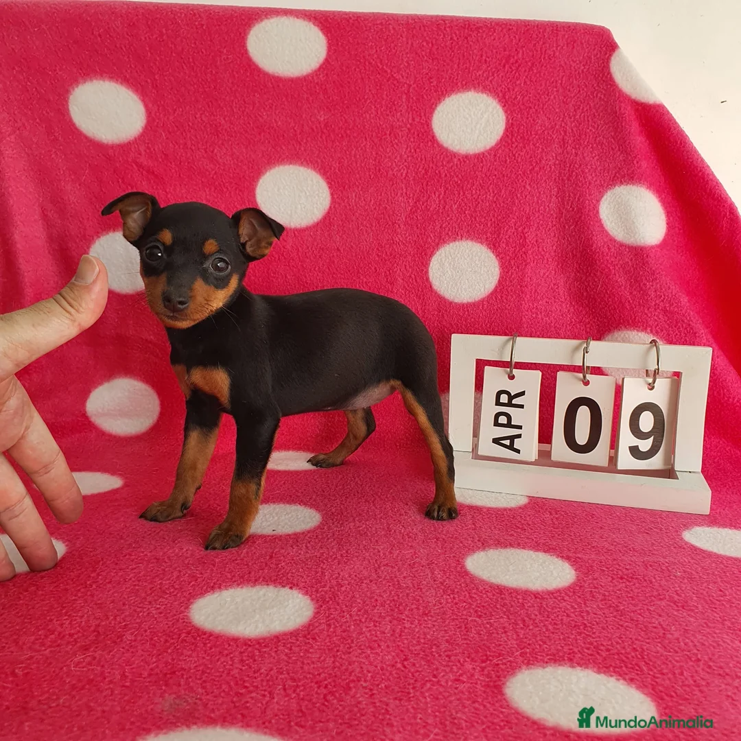 Pinscher Miniatura perros en venta: Pinscher miniatura  - Anuncio 2