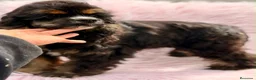 Cocker Spaniel Americano perros en venta:  Cocker americano hembra  - Anuncio 8