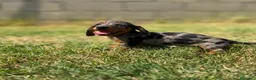 Teckel Miniatura perros en venta: Disponible Teckels Hembra de Calidad  - Anuncio 2