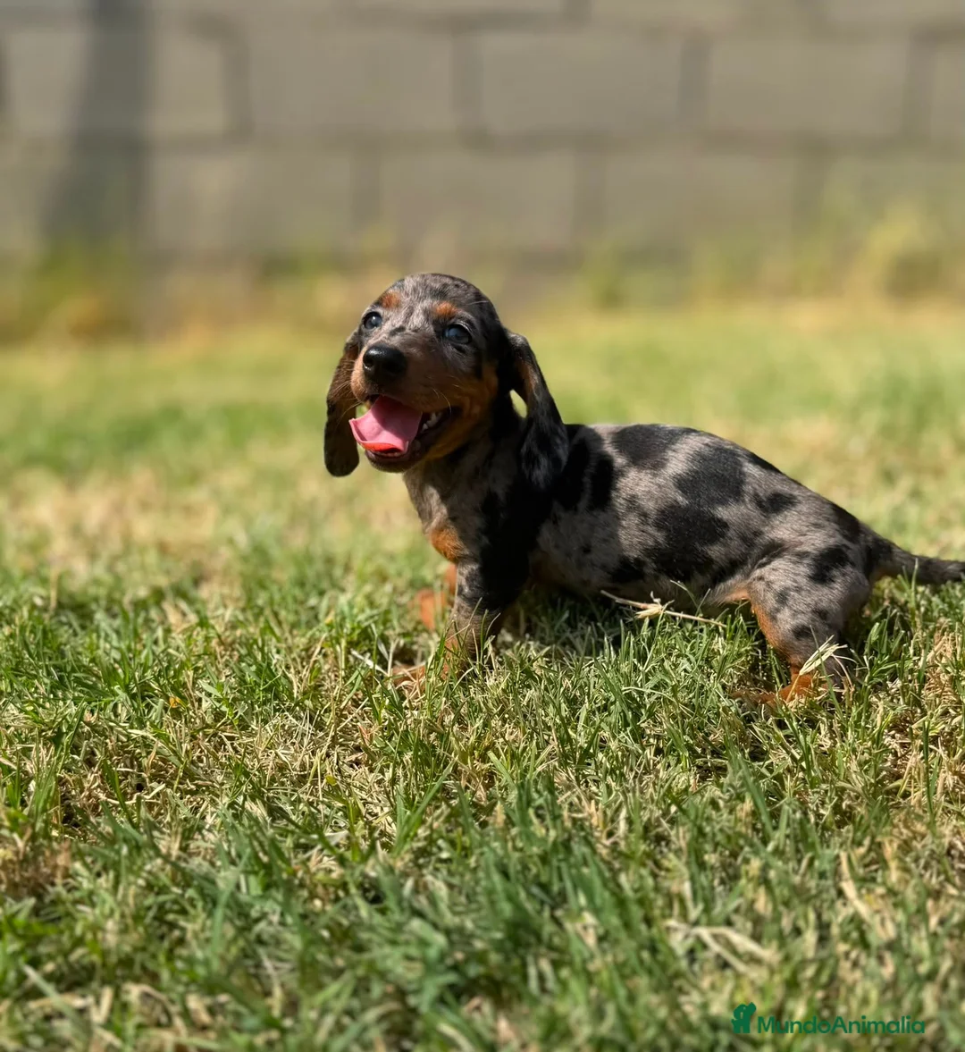Teckel Miniatura perros en venta: Disponible Teckels Hembra de Calidad  - Anuncio 2