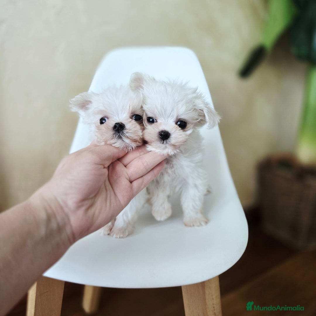 Bichón Maltés perros en venta: Cachorros de Bichón Maltés coreano micro  - Anuncio 5