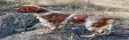 Épagneul Breton perros en venta: Epagneul bretón  - Anuncio 15