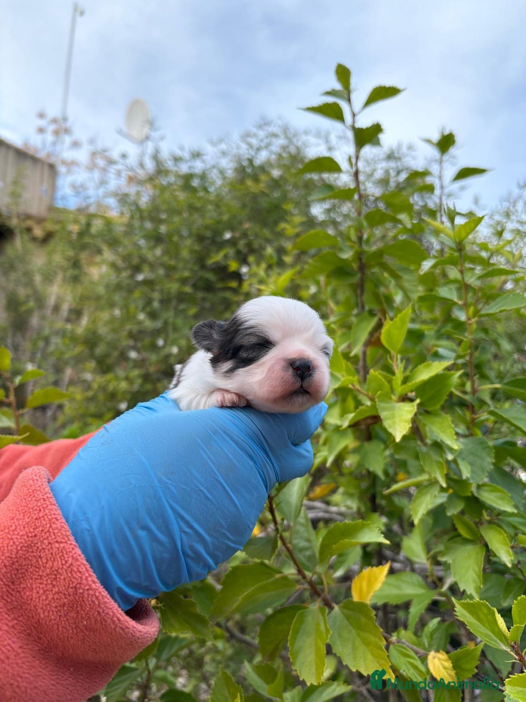 Raza Mixta perros en venta: Mal Shi - Anuncio 2