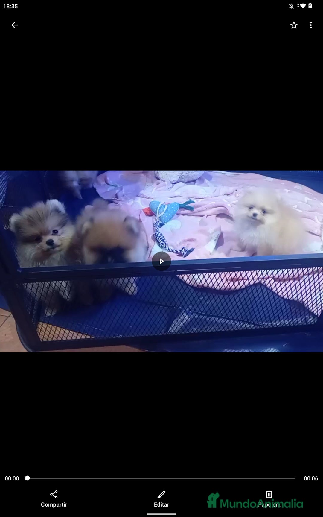 Pomerania perros en venta: Pomerania ositos mini tamaño pequeño  - Imagen 3
