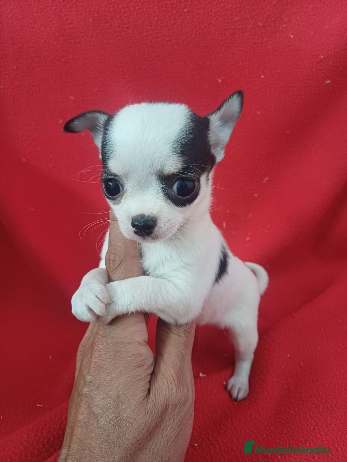 Chihuahua perros Chihuahua  - Anuncio 3