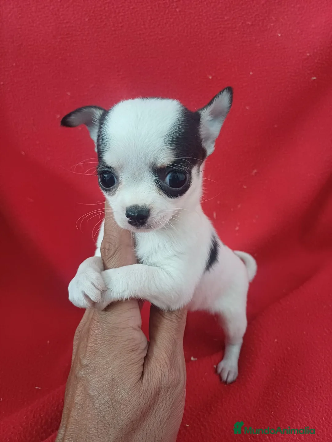 Chihuahua perros en venta: Chihuahua  - Anuncio 1