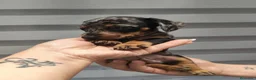 Teckel perros en venta: 🌟ÚLTIMA PAREJA DE TEKEL y Negros fuego🌟 - Anuncio 10