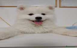 Samoyedo perros en venta: SAMOYEDO - Imagen 1