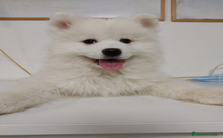 Samoyedo perros - Propaganda 1