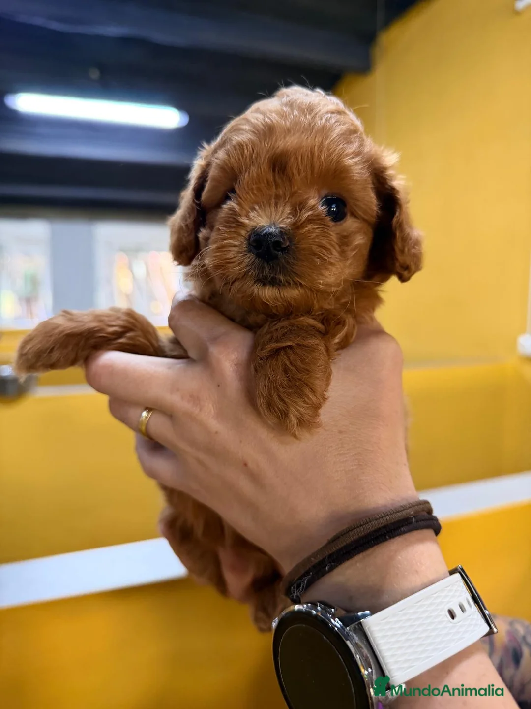 Maltipoo perros en venta: MALTIPOO ROJO - Anuncio 2